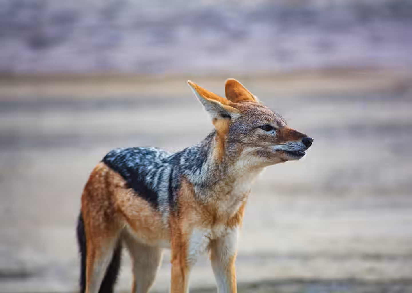 3-Day Queen Elizabeth National Park Safari (Uganda) - 6