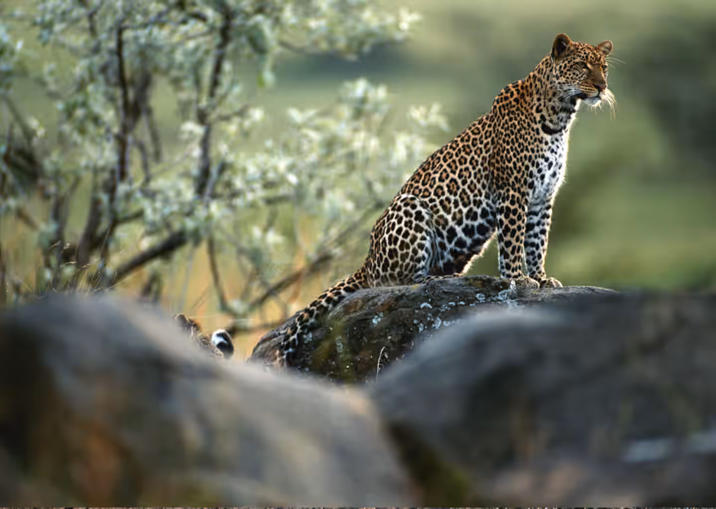 3-Day Wildlife Safari – Akagera National Park - 4