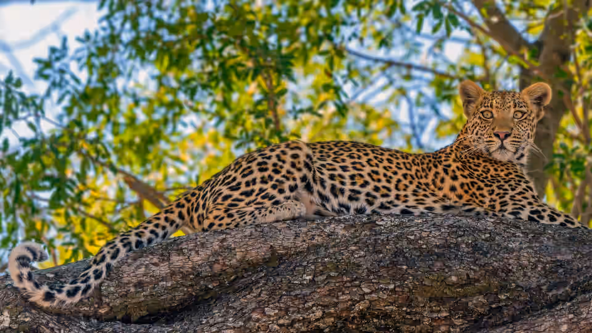 8-Day Victoria Falls, Chobe & Okavango Delta Explorer - 1