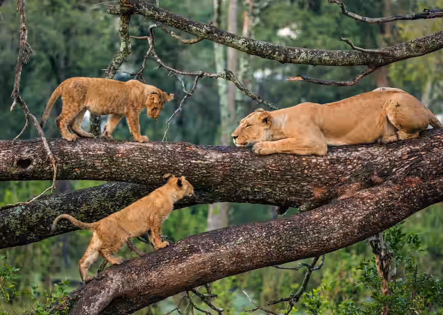12-Day Rwanda Safari – Beyond: Volcanoes, Nyungwe & Akagera Adventure - 4