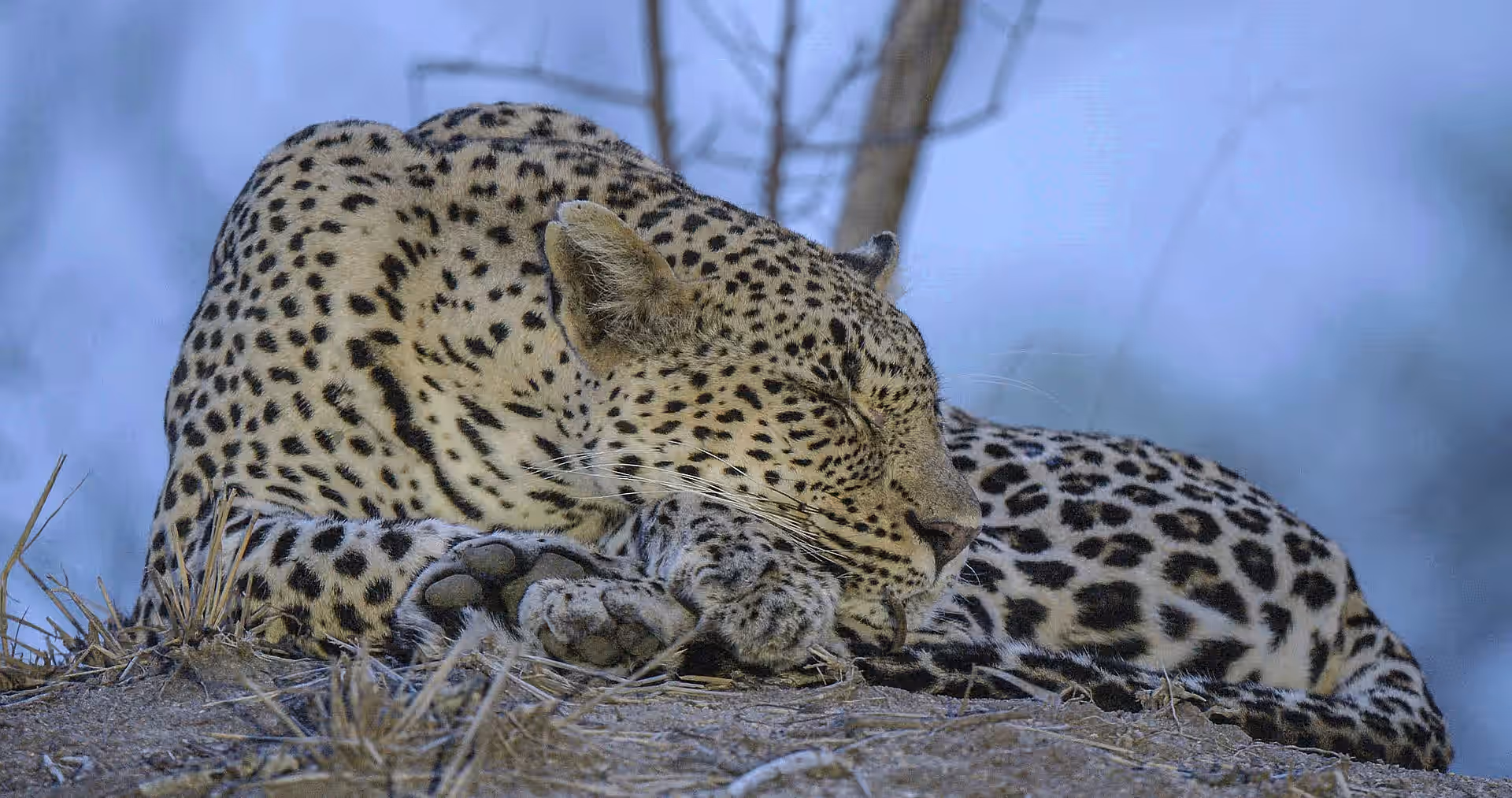 2-Day Zanzibar-Selous Fly-in Safari - 4