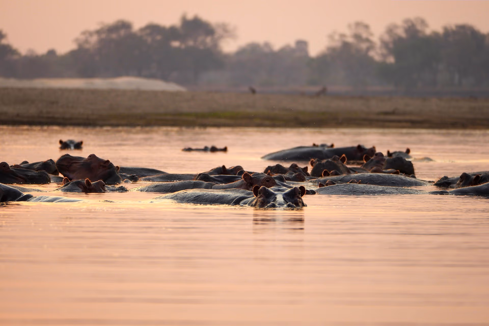 2-Day Zanzibar-Selous Fly-in Safari - 5