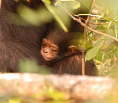 3-Day Gombe Chimpanzee Trekking from Dar Es Salaam - 2