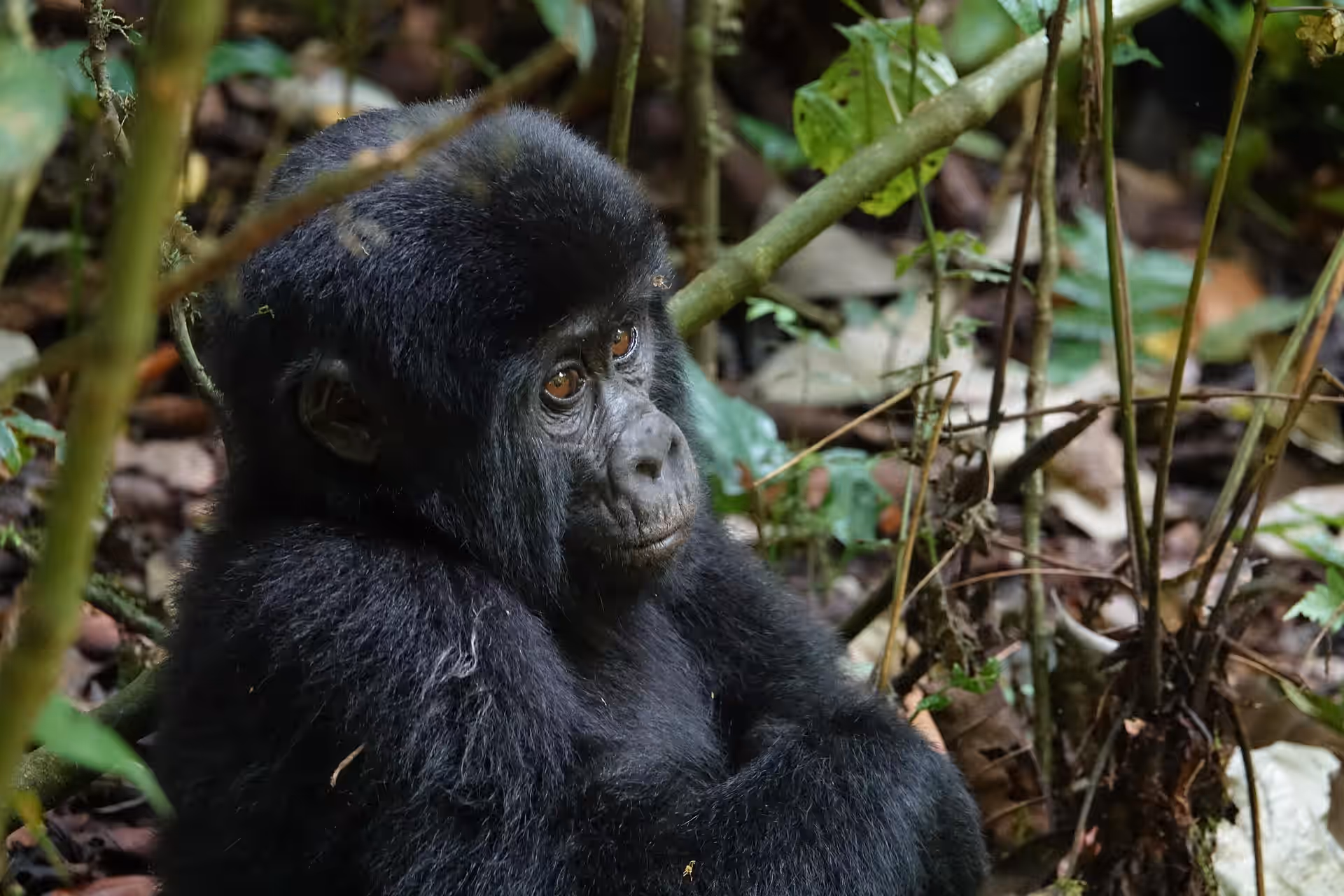 3-Day Fly-in Luxury Gorilla Trekking Safari – Bwindi Impenetrable National Park (Uganda) - 1