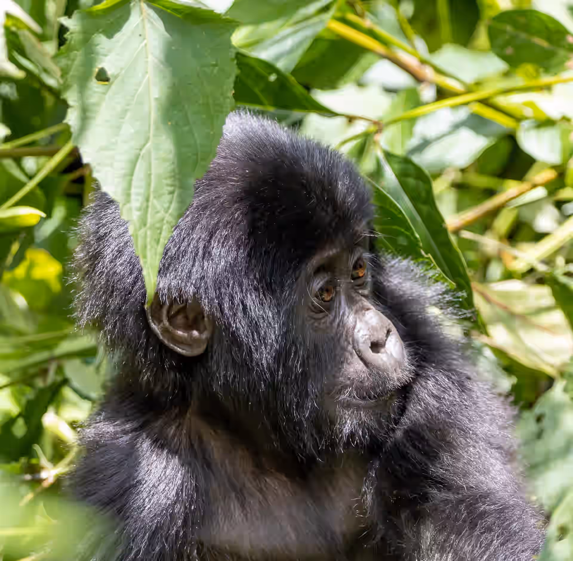 4-Day Bwindi, Lake Bunyonyi & Kibale Safari (Uganda) - 6