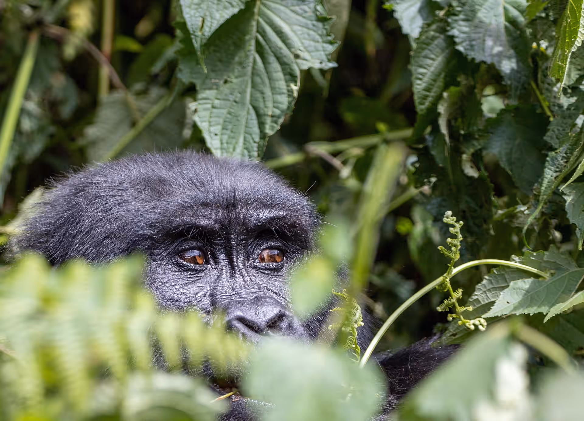 4-Day Bwindi, Lake Bunyonyi & Kibale Safari (Uganda) - 3