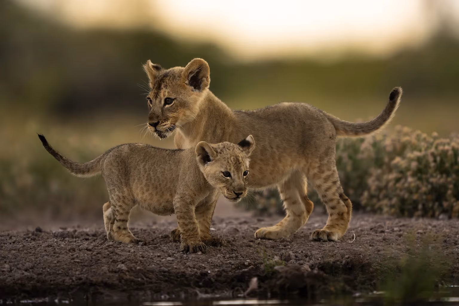 8-Day Classic Namibia Safari - 5