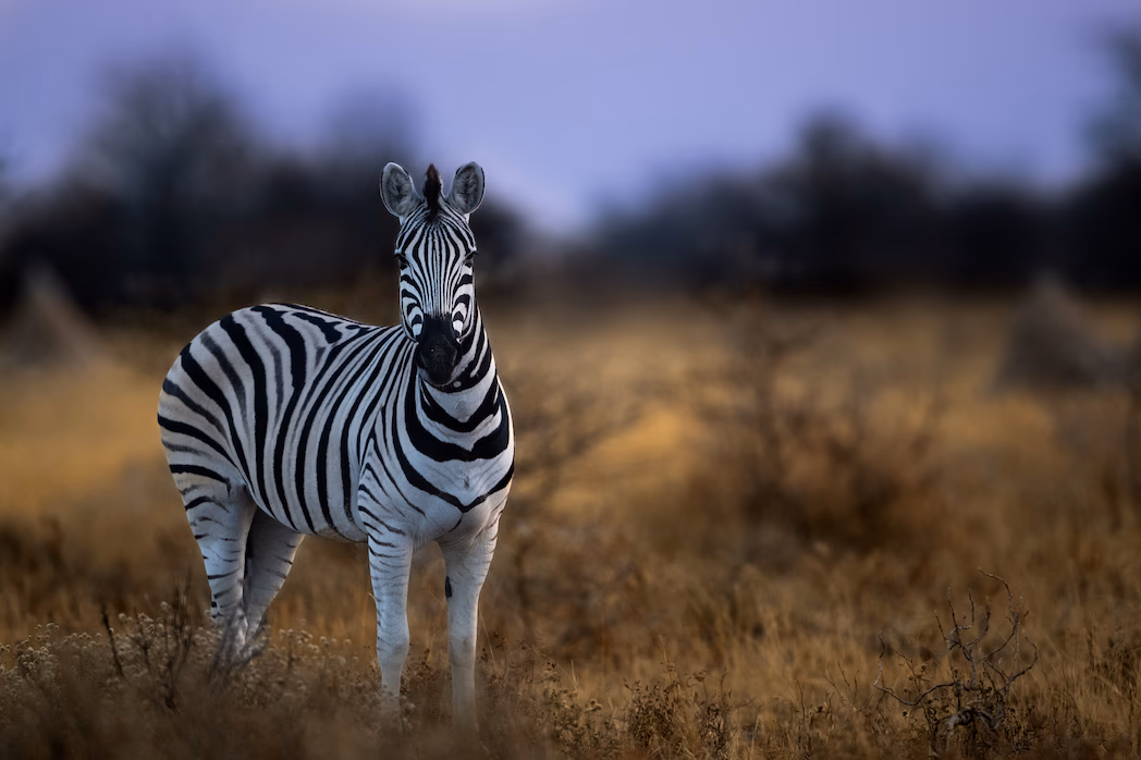 6-Day Ultimate Namibian Fly-in Safari - 4