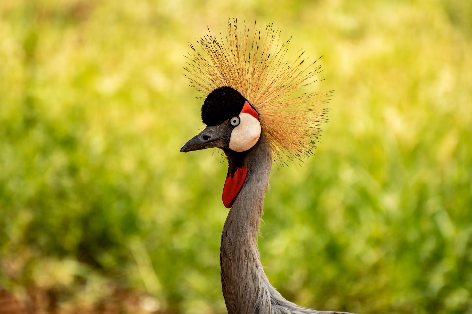 4-Day Bwindi, Lake Bunyonyi & Kibale Safari (Uganda) - 4