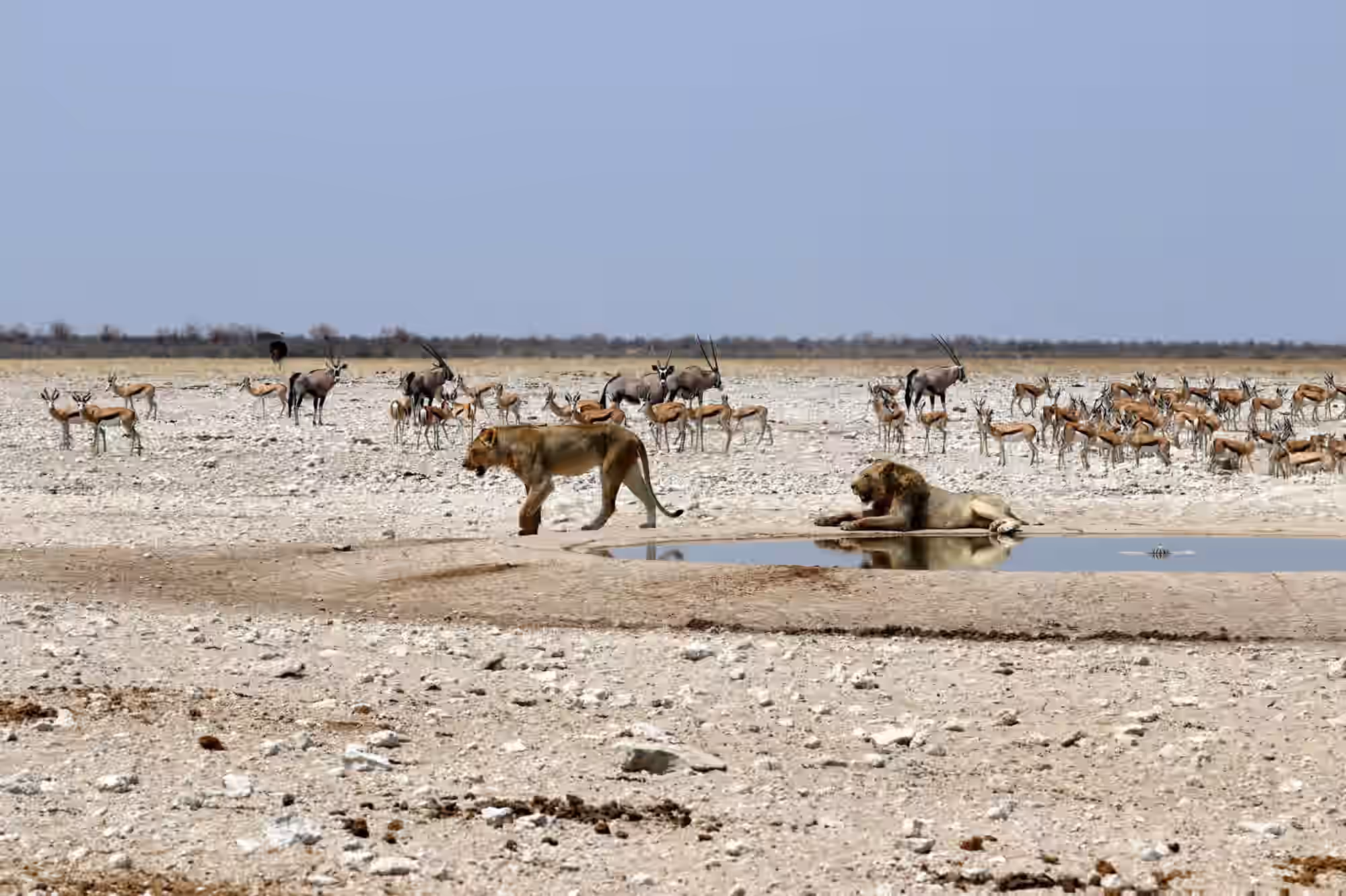 11-Day Northern Namibia Wildlife & Scenic Self-Drive Safari - 5