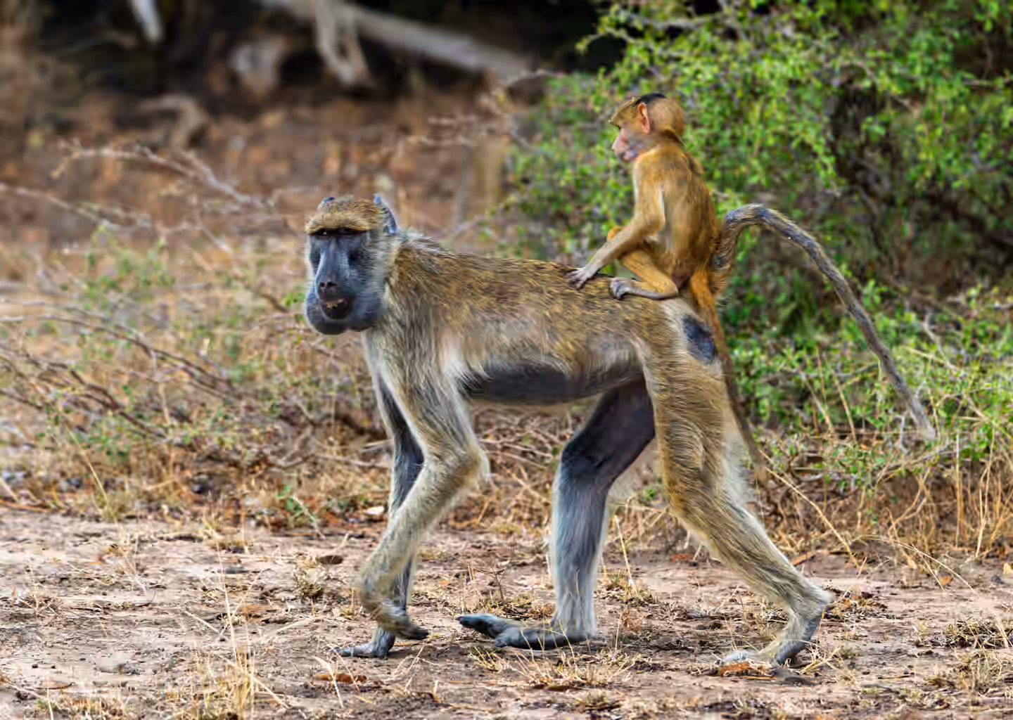 3-Day Gombe Chimpanzee Trekking from Dar Es Salaam - 6