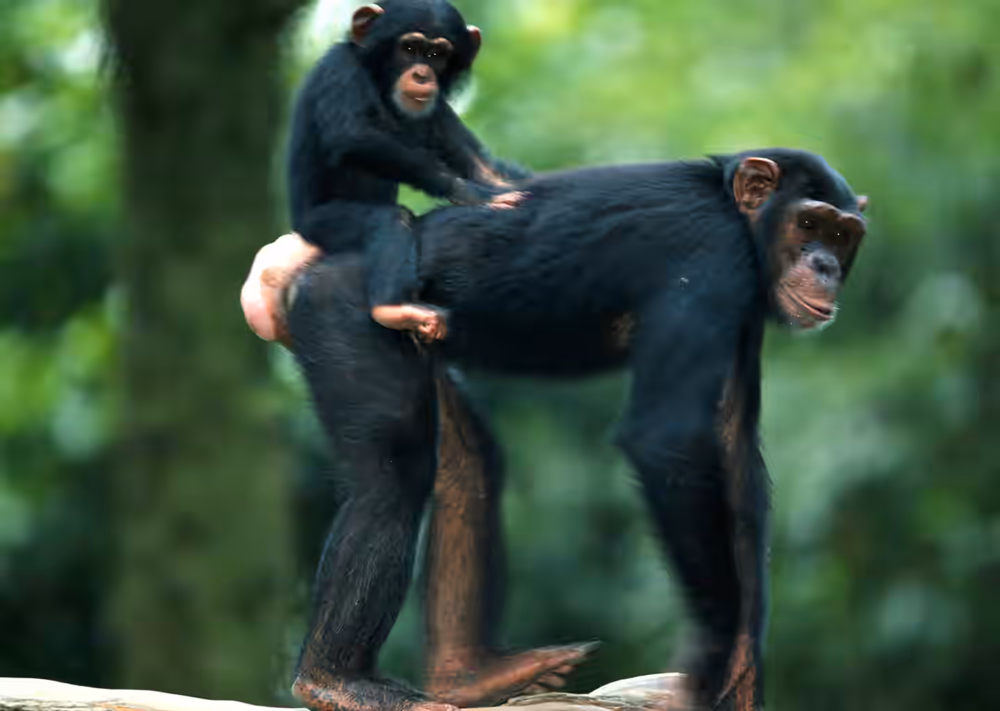 3-Day Gombe Chimpanzee Trekking from Dar Es Salaam - 4