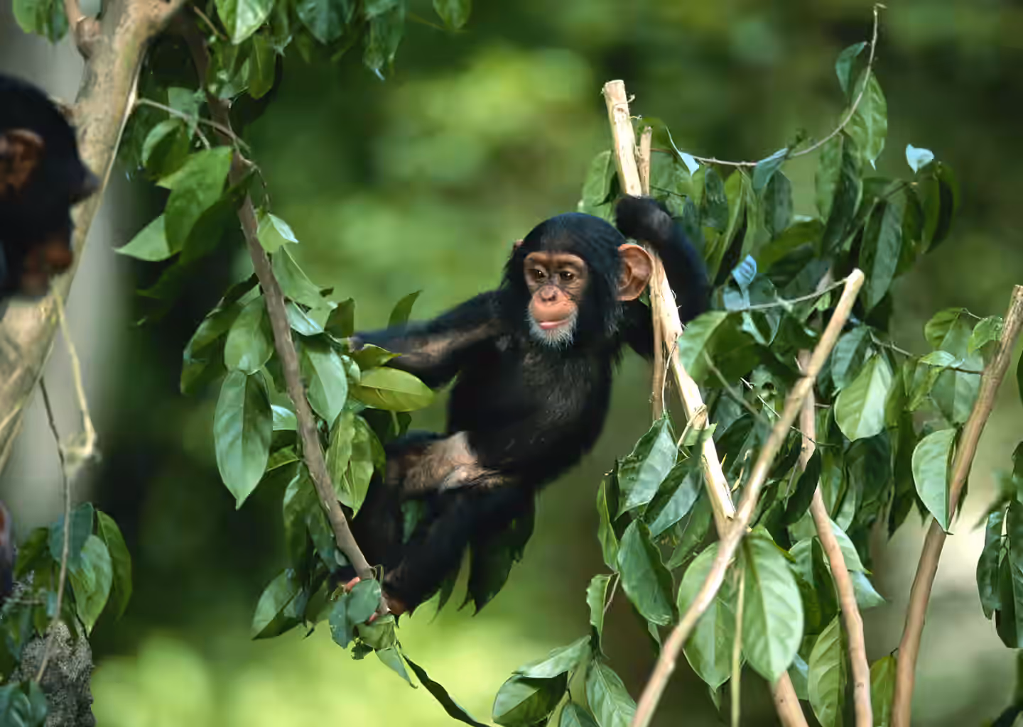 3-Day Gombe Chimpanzee Trekking from Dar Es Salaam - 3