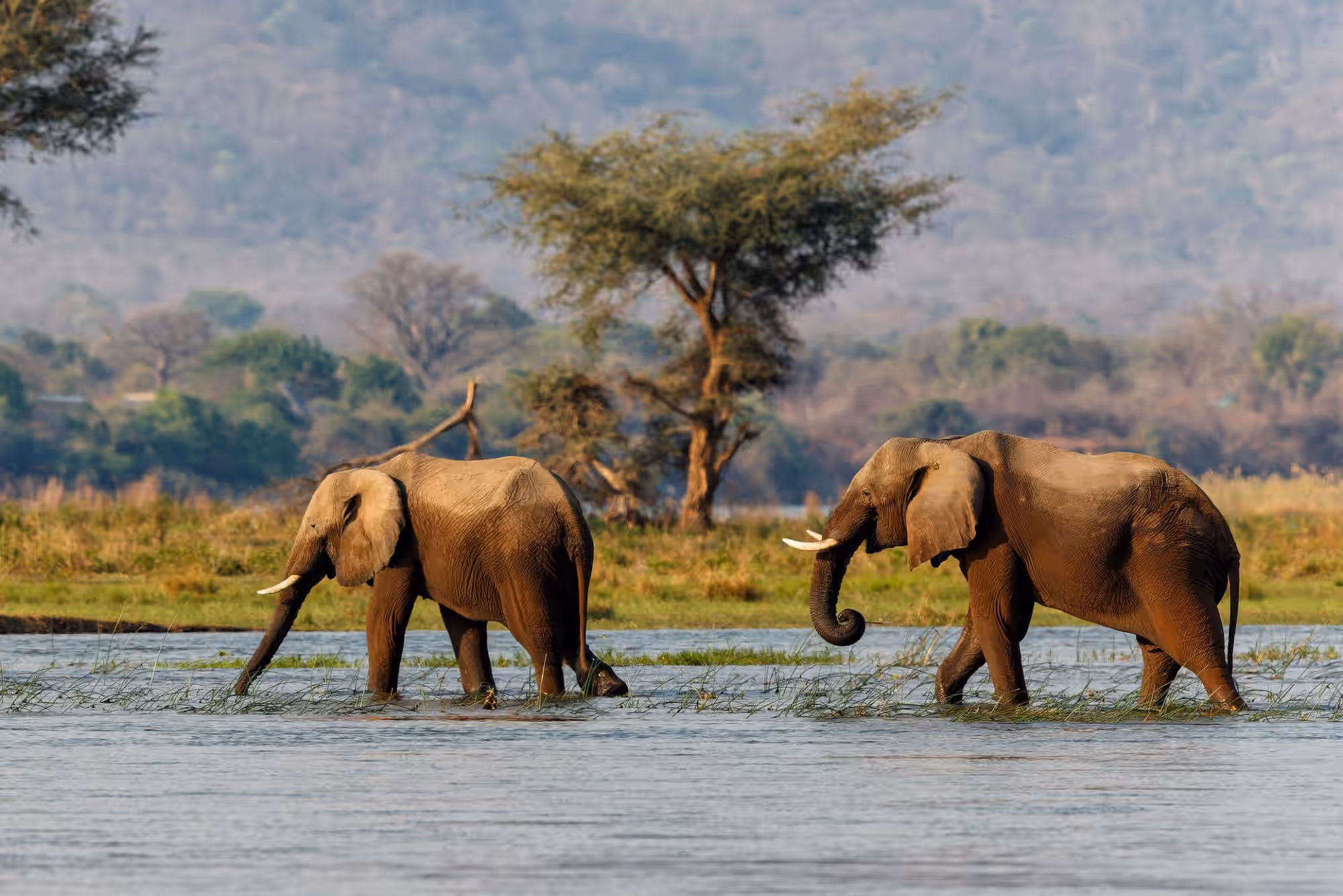 6-Day Fly-In Mana Pools — Authentic Heart of Real Africa - 5