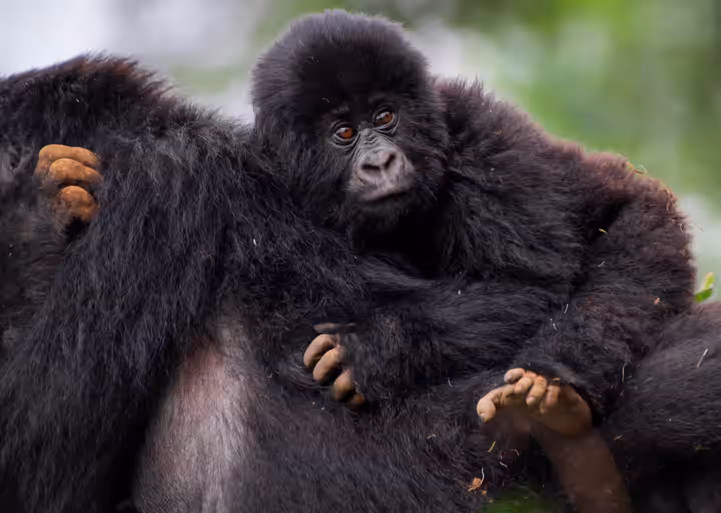 12-Day Rwanda Safari – Beyond: Volcanoes, Nyungwe & Akagera Adventure - 1