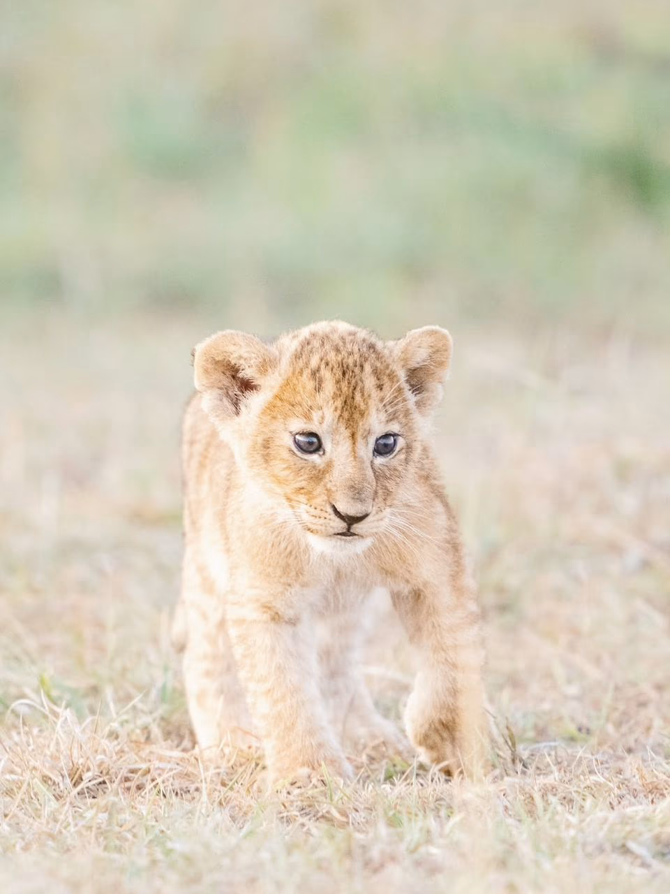 5-Day Kenya Signature Safari - 2