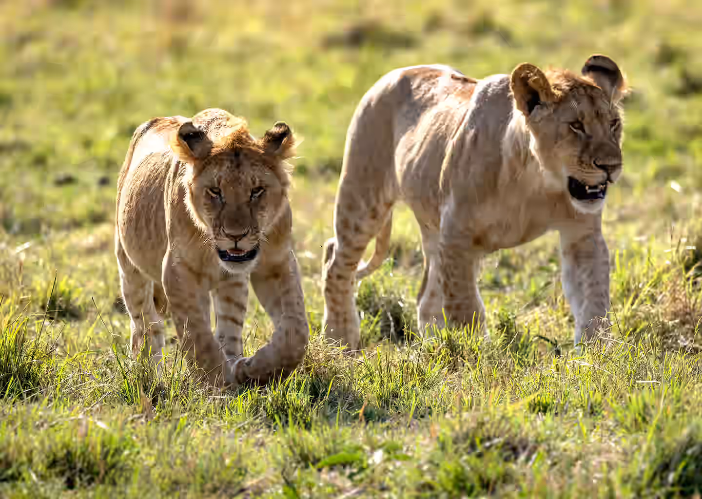 3-Day Big 5 Safari Adventures in Akagera National Park - 5