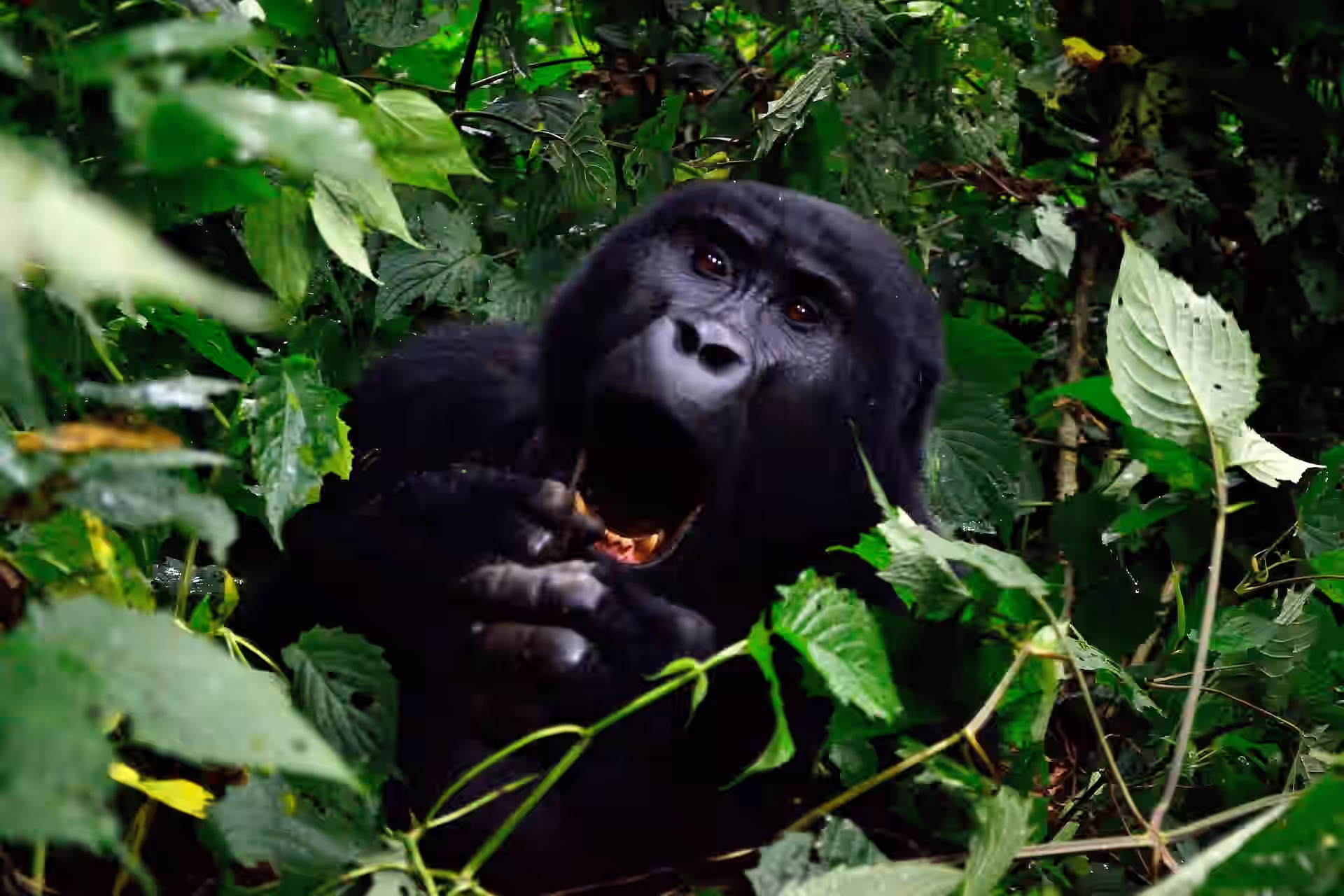 3-Day Fly-in Luxury Gorilla Trekking Safari – Bwindi Impenetrable National Park (Uganda) - 3