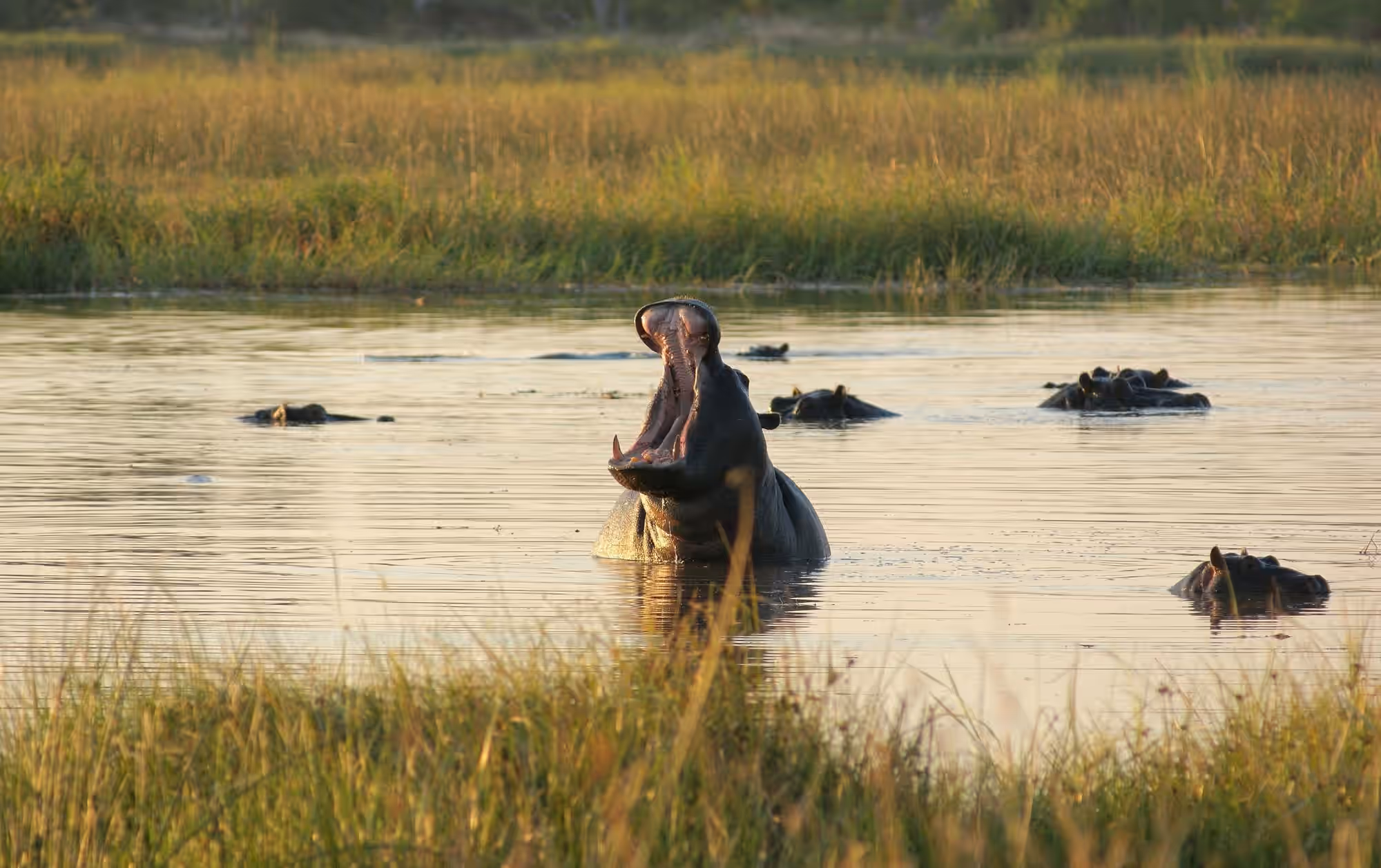 5-Day Moremi Hippo Tented Safari - 7