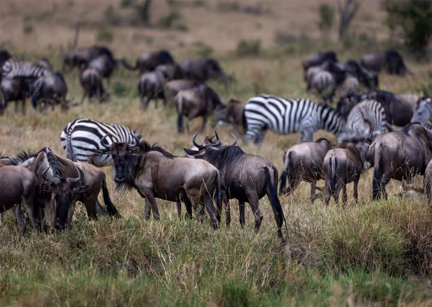 5-Day Kenya Signature Safari - 4