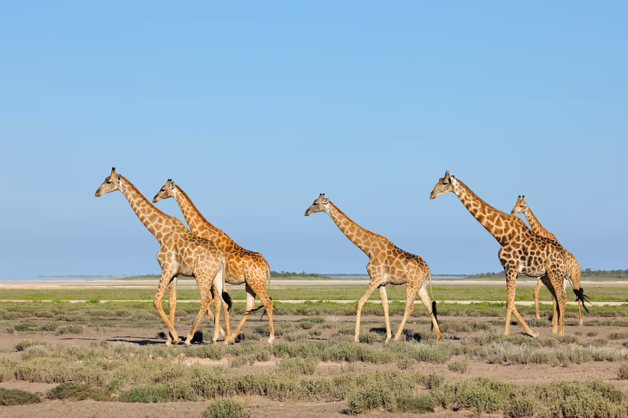 6-Day Namibia Highlights Flying Safari - 5