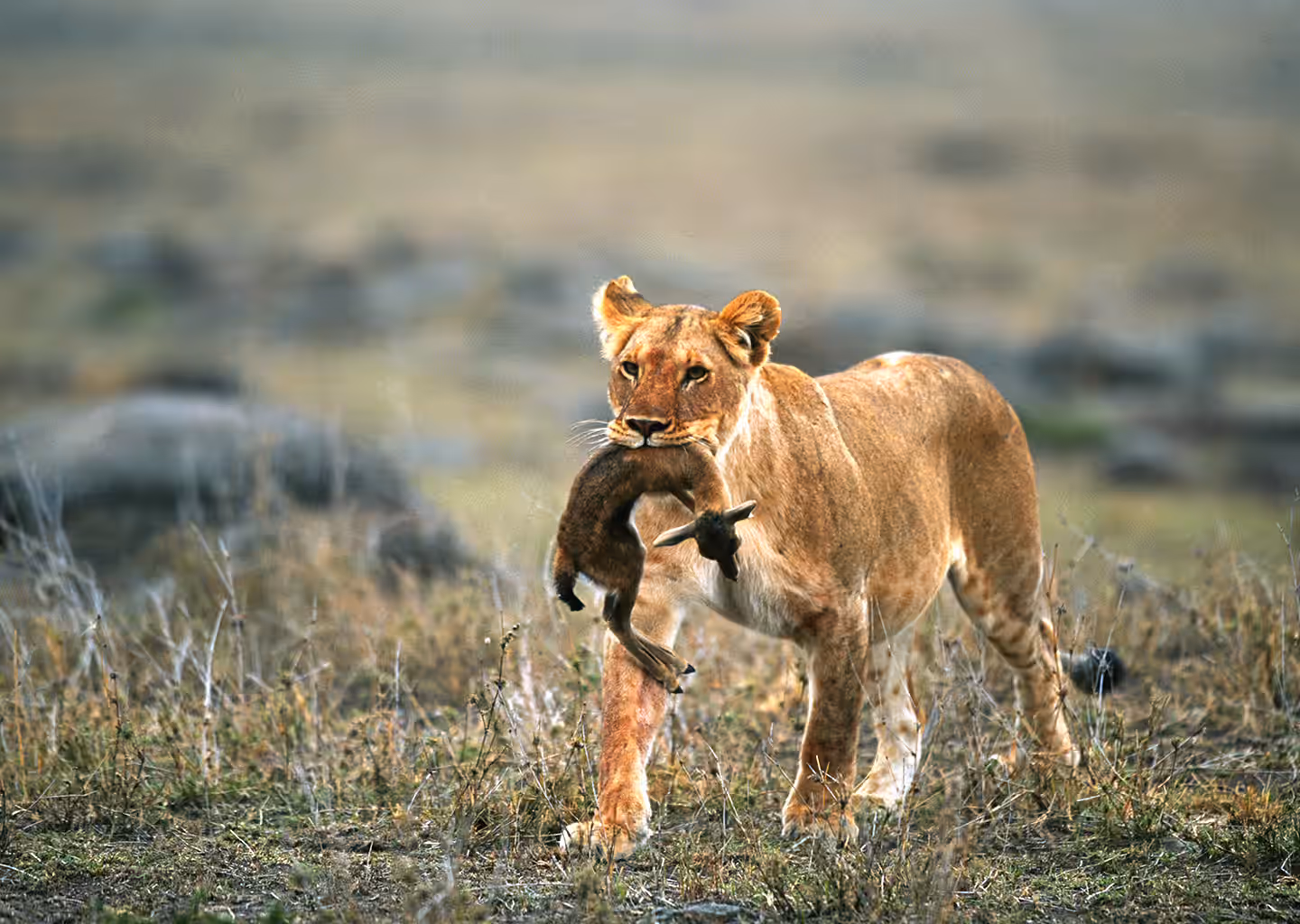 6-Day Roaring Kenya — Mid-Range Safari - 1