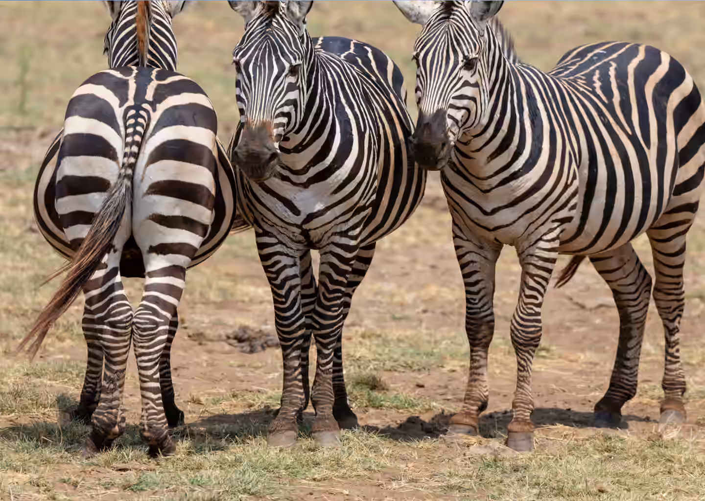 3-Day Big 5 Safari Adventures in Akagera National Park - 4
